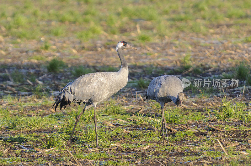 在迁徙季节的普通鹤(Grus Grus)